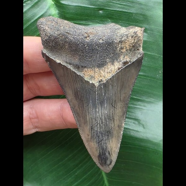 7.8 cm pointed tooth from Megalodon