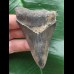 7.8 cm pointed tooth from Megalodon