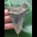 7.8 cm pointed tooth from Megalodon