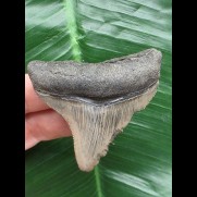 6.2 cm grey posterior tooth from Megalodon