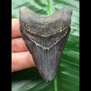 7.4 symmetrical dark tooth from Megalodon