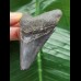 7.4 symmetrical dark tooth from Megalodon