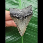 6.1 cm sharp tooth from Megalodon