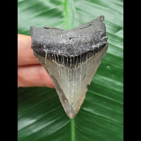6.1 cm sharp tooth from Megalodon