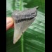 6.1 cm sharp tooth from Megalodon