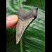6.1 cm sharp tooth from Megalodon
