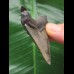 6.1 cm sharp tooth from Megalodon