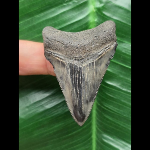 5.4 cm dark patterned tooth from Megalodon