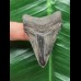 5.4 cm dark patterned tooth from Megalodon