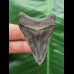 5.4 cm dark patterned tooth from Megalodon