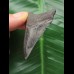5.4 cm dark patterned tooth from Megalodon