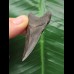 5.4 cm dark patterned tooth from Megalodon