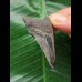 5.4 cm dark patterned tooth from Megalodon
