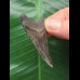 5.4 cm dark patterned tooth from Megalodon