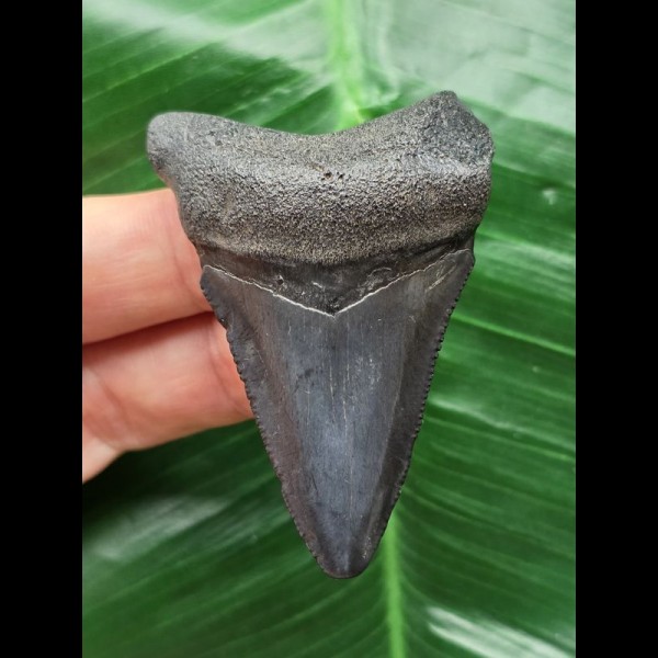 6.0 cm dark blue tooth from Megalodon