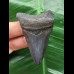 6.0 cm dark blue tooth from Megalodon