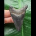 6.0 cm dark blue tooth from Megalodon
