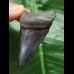 6.0 cm dark blue tooth from Megalodon