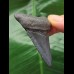 6.0 cm dark blue tooth from Megalodon