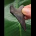 6.0 cm dark blue tooth from Megalodon