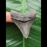 5.4 cm grey-blue tooth from Megalodon