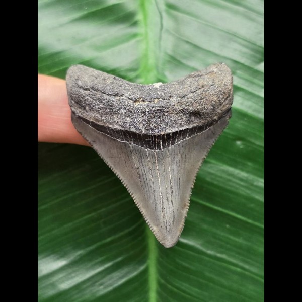 5.4 cm grey-blue tooth from Megalodon