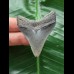5.4 cm grey-blue tooth from Megalodon