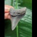 5.4 cm grey-blue tooth from Megalodon