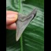 5.4 cm grey-blue tooth from Megalodon