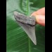 5.4 cm grey-blue tooth from Megalodon
