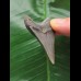 5.4 cm grey-blue tooth from Megalodon