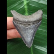 5.8 cm matt blue tooth from Megalodon
