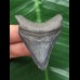 5.8 cm matt blue tooth from Megalodon