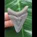 5.8 cm matt blue tooth from Megalodon