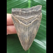 7.3 cm sharp tooth from Megalodon