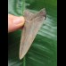7.3 cm sharp tooth from Megalodon