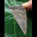 7.3 cm sharp tooth from Megalodon