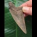 7.3 cm sharp tooth from Megalodon