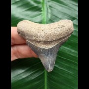 5.8 cm light tooth from Megalodon