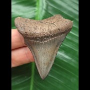 5.8 cm sharp tooth of Megalodon