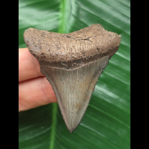 5.8 cm sharp tooth of Megalodon