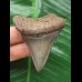 5.8 cm sharp tooth of Megalodon
