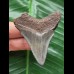 5.8 cm sharp tooth of Megalodon