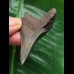 5.8 cm sharp tooth of Megalodon