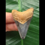 5.2 cm blue tooth of Carcharocles Megalodon