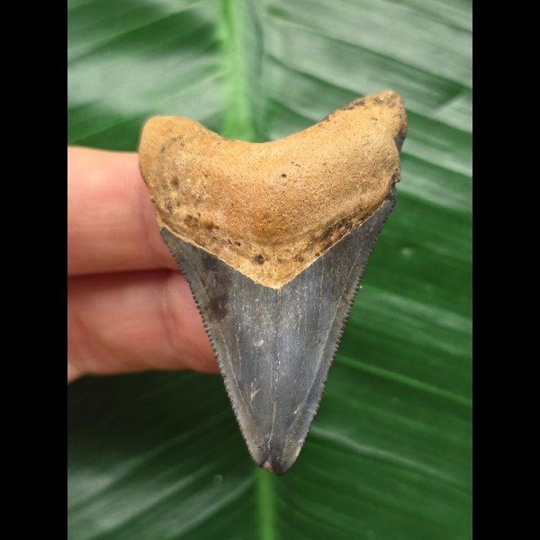 5.2 cm blue tooth of Carcharocles Megalodon