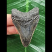 6.0 cm dark tooth of Megalodon