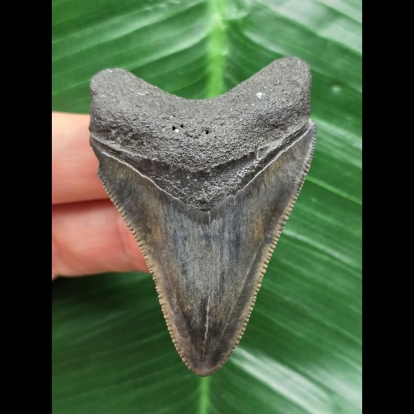 6.0 cm dark tooth of Megalodon 6.0 cm dark tooth of Megalodon
