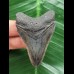 6.0 cm dark tooth of Megalodon 6.0 cm dark tooth of Megalodon