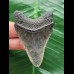 6.0 cm dark tooth of Megalodon 6.0 cm dark tooth of Megalodon
